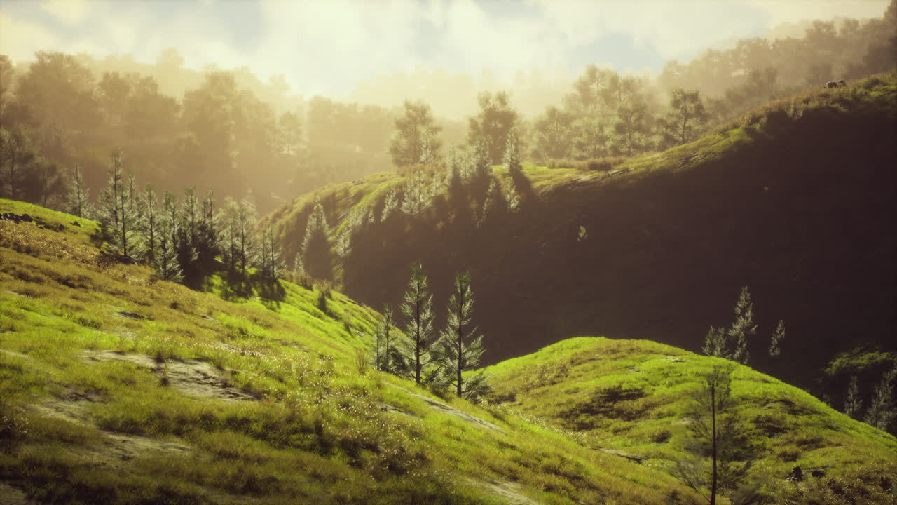 árboles verdes en el cañón al atardecer con niebla