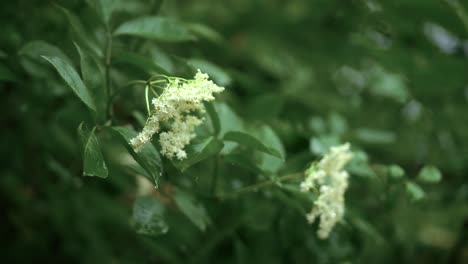 Eine-Nahaufnahme-Eines-Weißen-Langsamers-In-Einem-Wilden-Garten