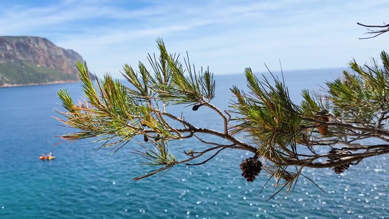 Un ramo di pino con aghi e pigne oscilla dolcemente sopra le scintillanti acque blu della costa.