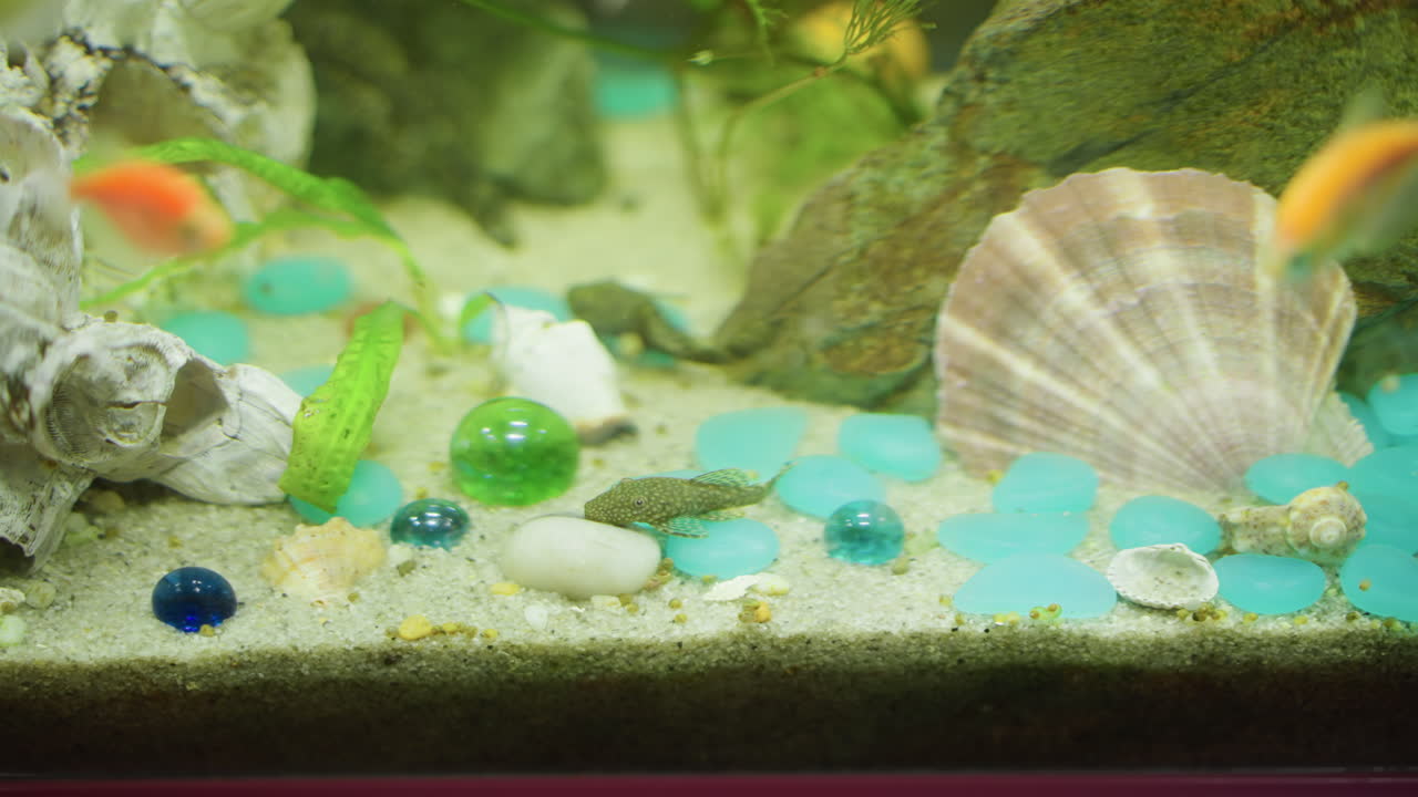 Aquarium bottom view with decorative shells, turquoise stones, colorful marbles, and small fish swimming near sandy substrate alongside plants and textured rocks creating detailed aquatic environment