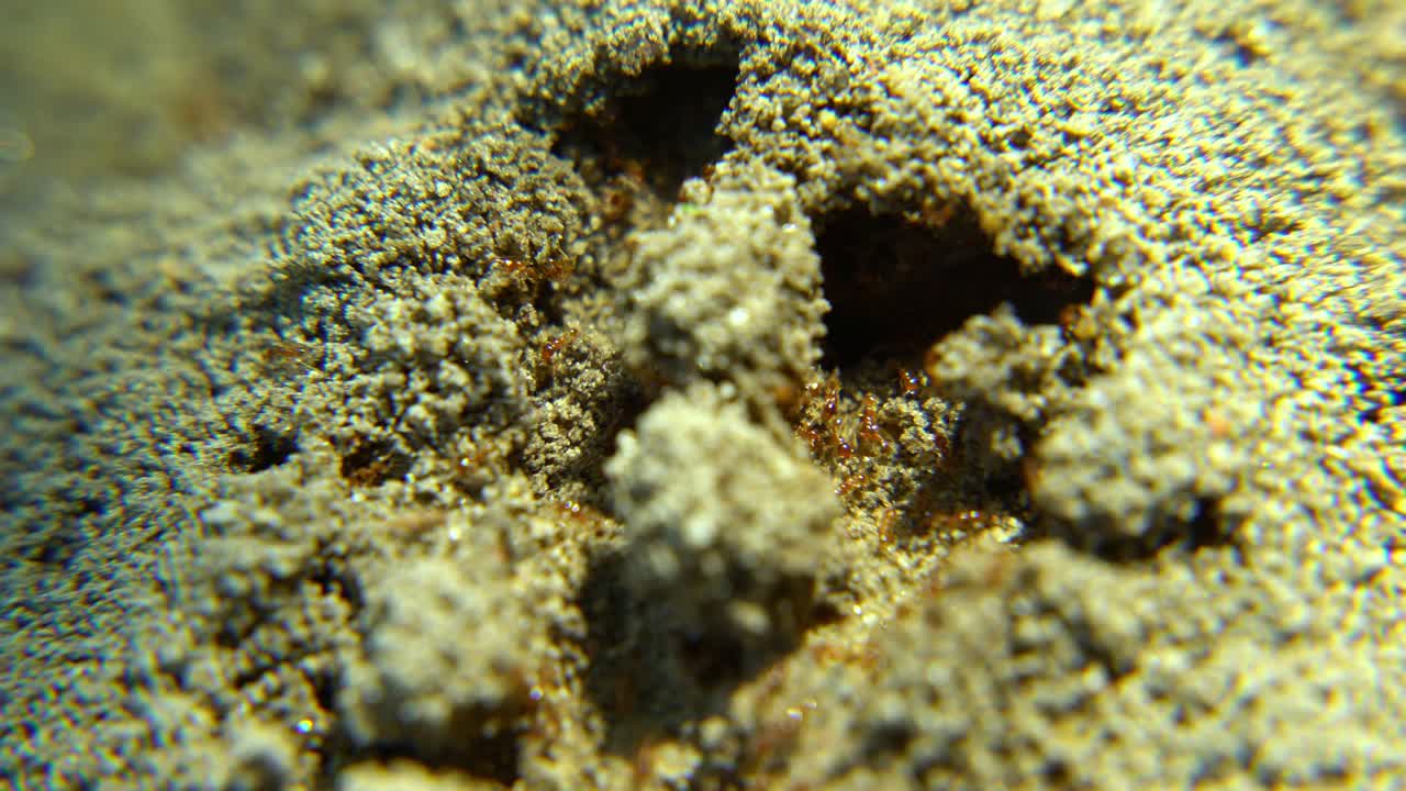 las hormigas marchan a lo largo de la carretera