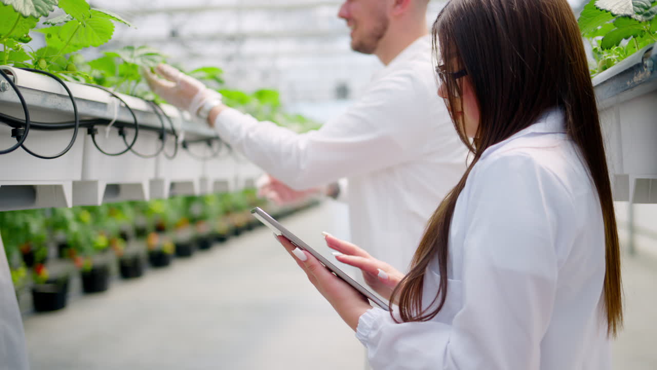 Two laboratory technicians in white coats working with wild strawberry grown with the Hydroponic method in a greenhouse