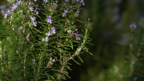 bee collecting pollen from a rosemary flower