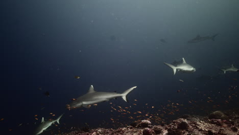 Tiburón-Gris-En-El-Arrecife-De-Coral