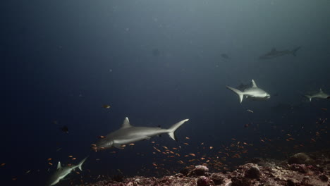 tiburón gris en el arrecife de coral