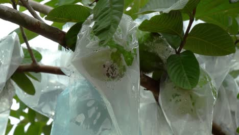 guava fruit growing on a tree in plastic bags