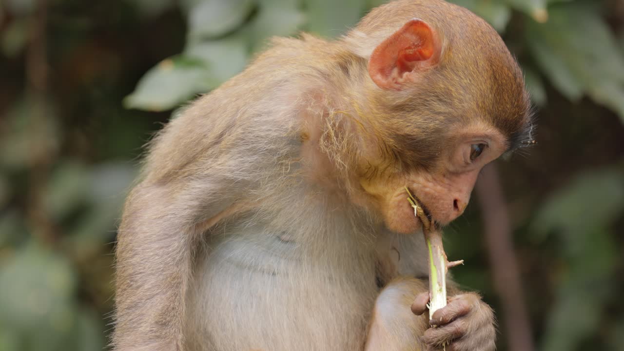 Macaques in nature. Macaques constitute a genus (Macaca) of gregarious monkeys. Macaques are found in a variety of habitats throughout the Asian continent and are highly adaptable