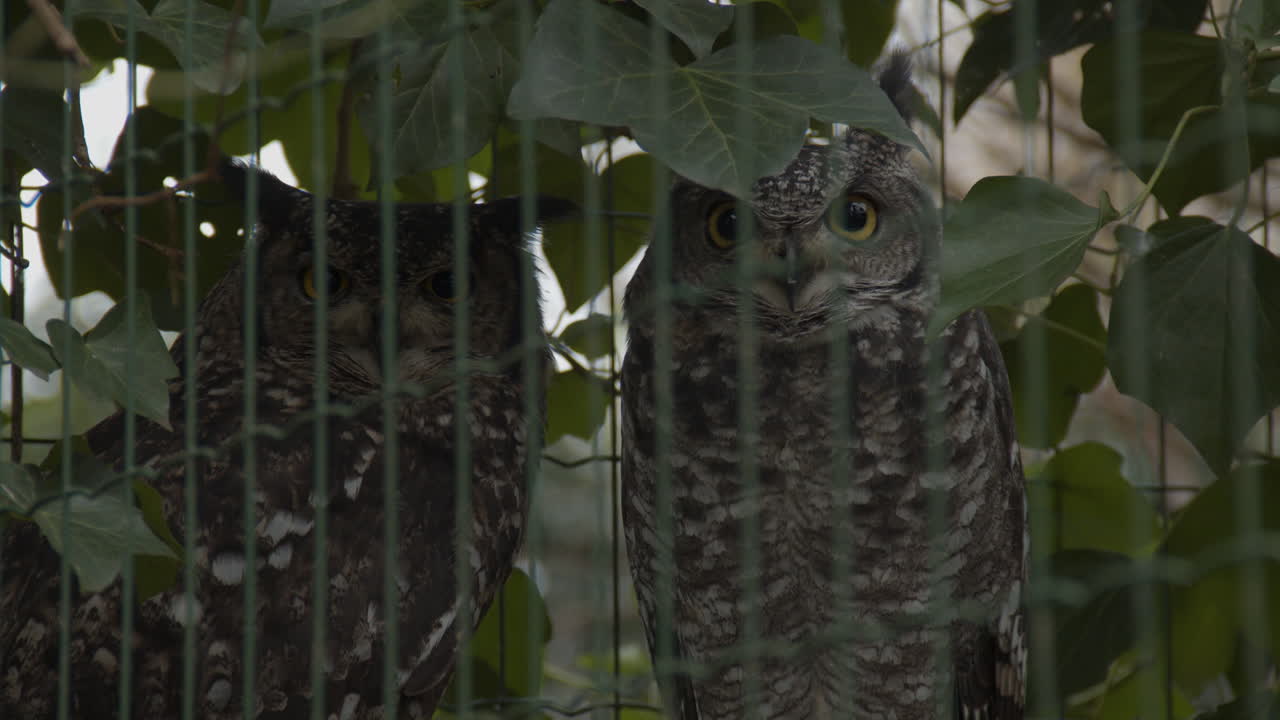 새장에서 카메라를 바라보는 두 점박이 수리부엉이