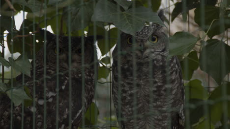 two spotted eagle-owls looking at camera from bird cage