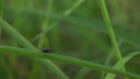 4k flies on the grass