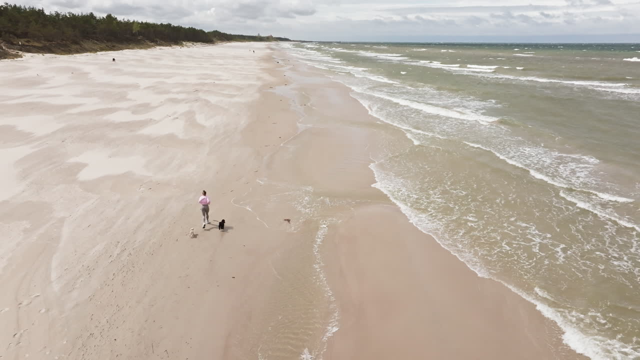 Above View Of A Woman Jogging With Her Dogs On A Calm Shore. Aerial Drone Shot