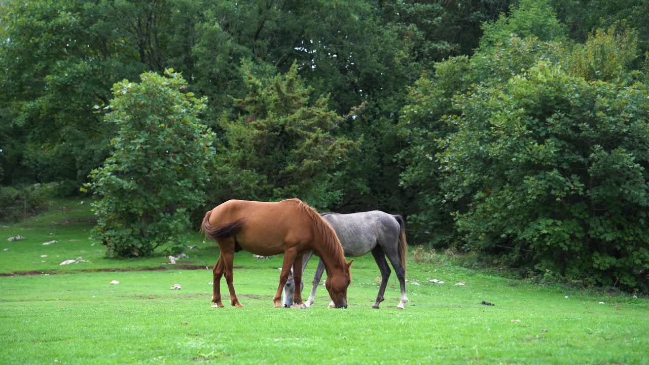 un par de caballos vagan libremente por el prado con hierba verde cerca del bosque con árboles densos