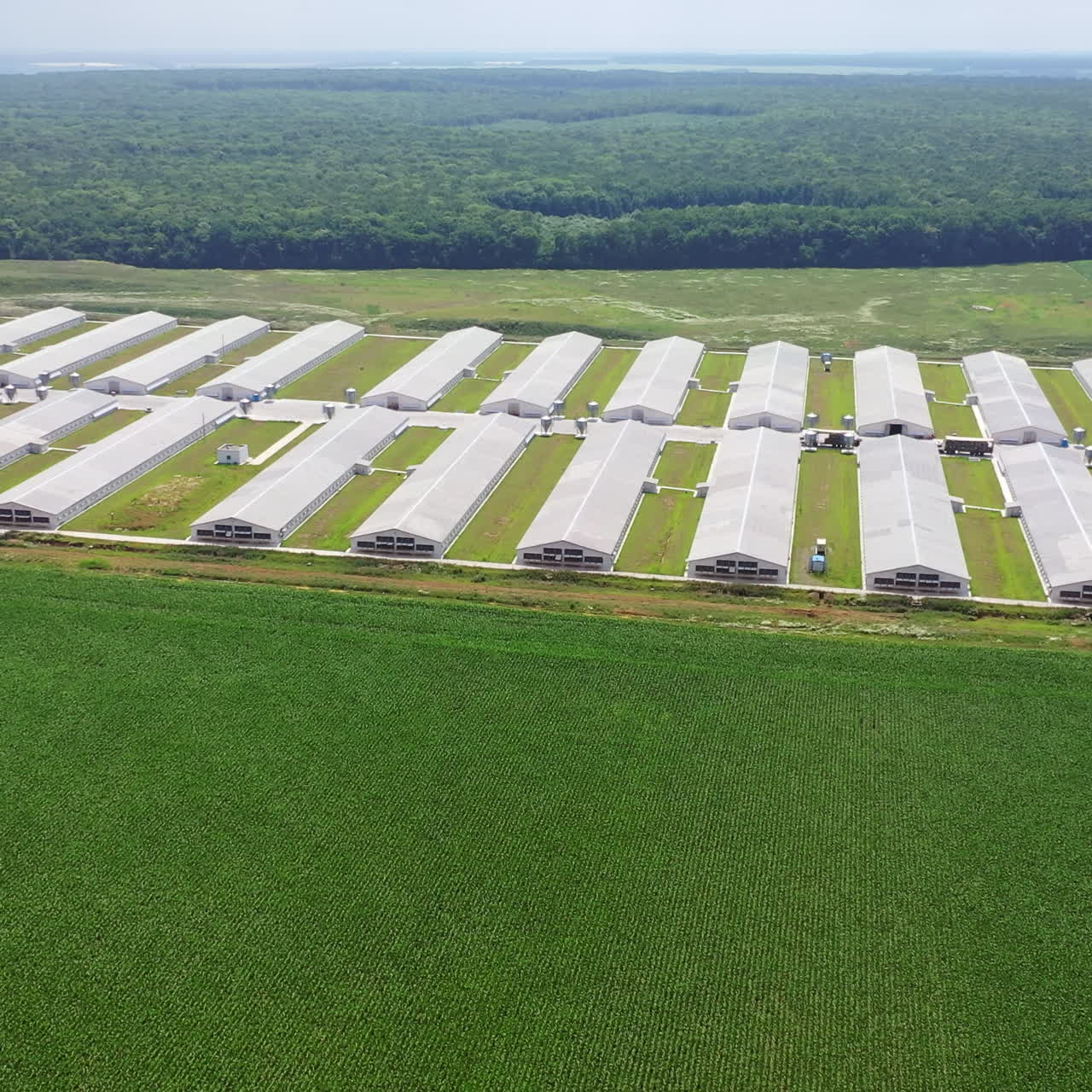 Rows of white buildings for farming outdoors. Modern farmland in the rural place. Exterior of long farm barns among natural environment. Camera moves back.