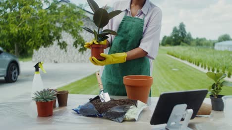 woman repotting a fiddle leaf fig plant