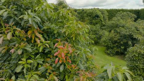 Drohne-Nähert-Sich-Einem-Avocadobaum-Mit-Vielen-Früchten-In-Biologischen-Und-Nachhaltigen-Bauernhöfen