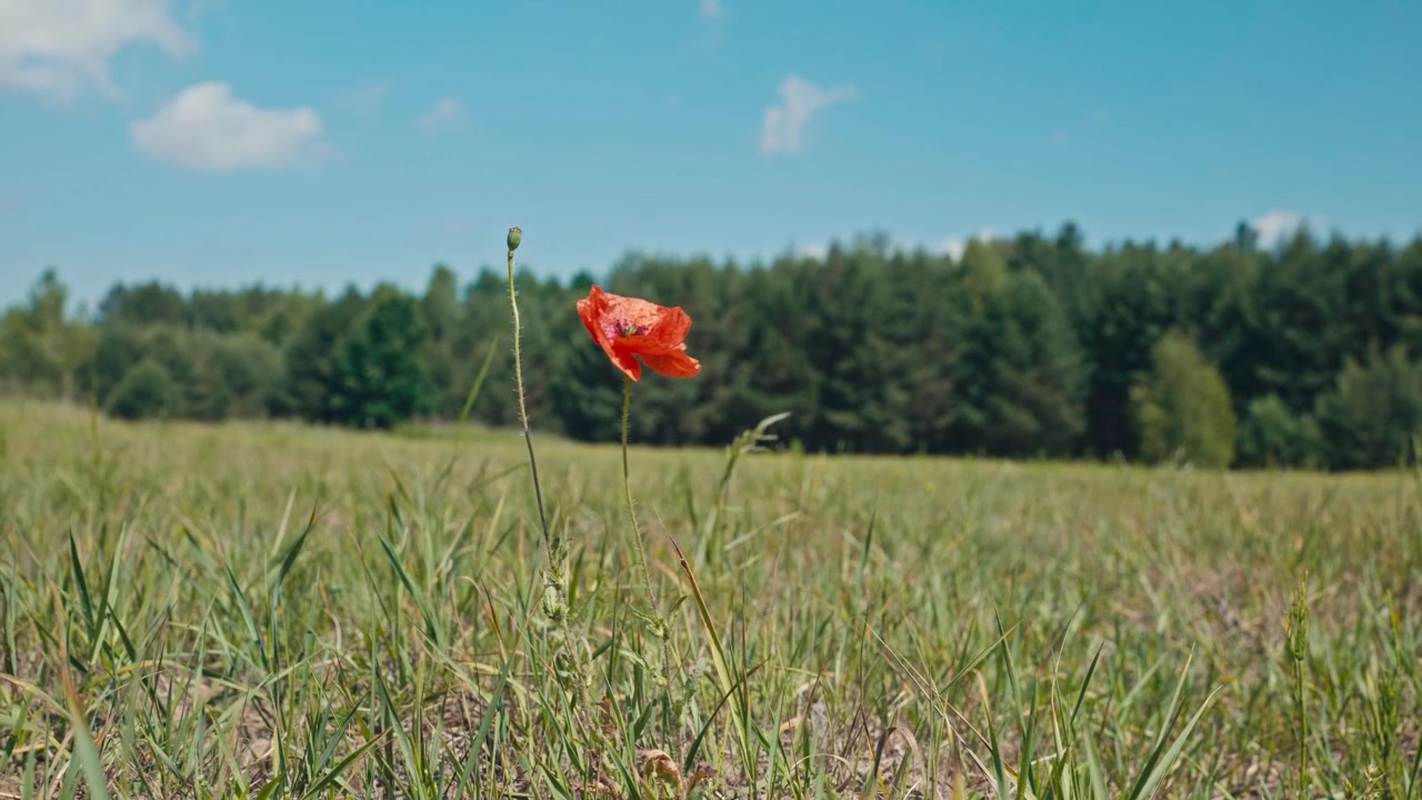Papavero nel campo in Polonia