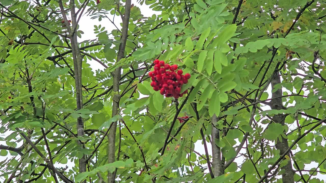 Bagas vermelhas de sorveira no final do verão: Close-up de um cacho de frutos maduros da sorveira-dos-passarinhos (Sorbus aucuparia).