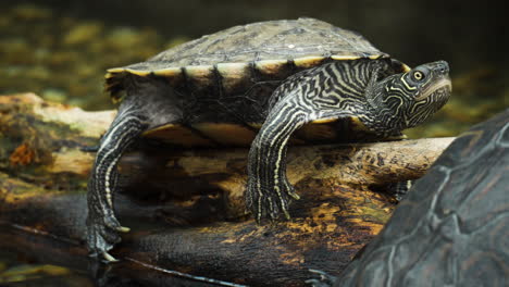 relajada tortuga del mapa del norte descansando inmóvil sobre troncos húmedos y podridos colgando de las piernas junto al estanque