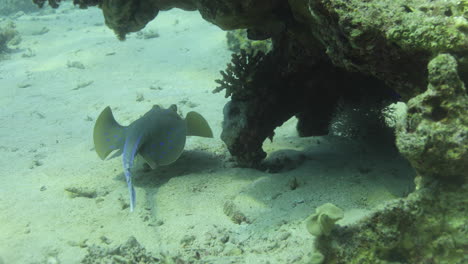 Bluespotted-Stingray-Im-Roten-Meer-Neben-Dem-Korallenriff