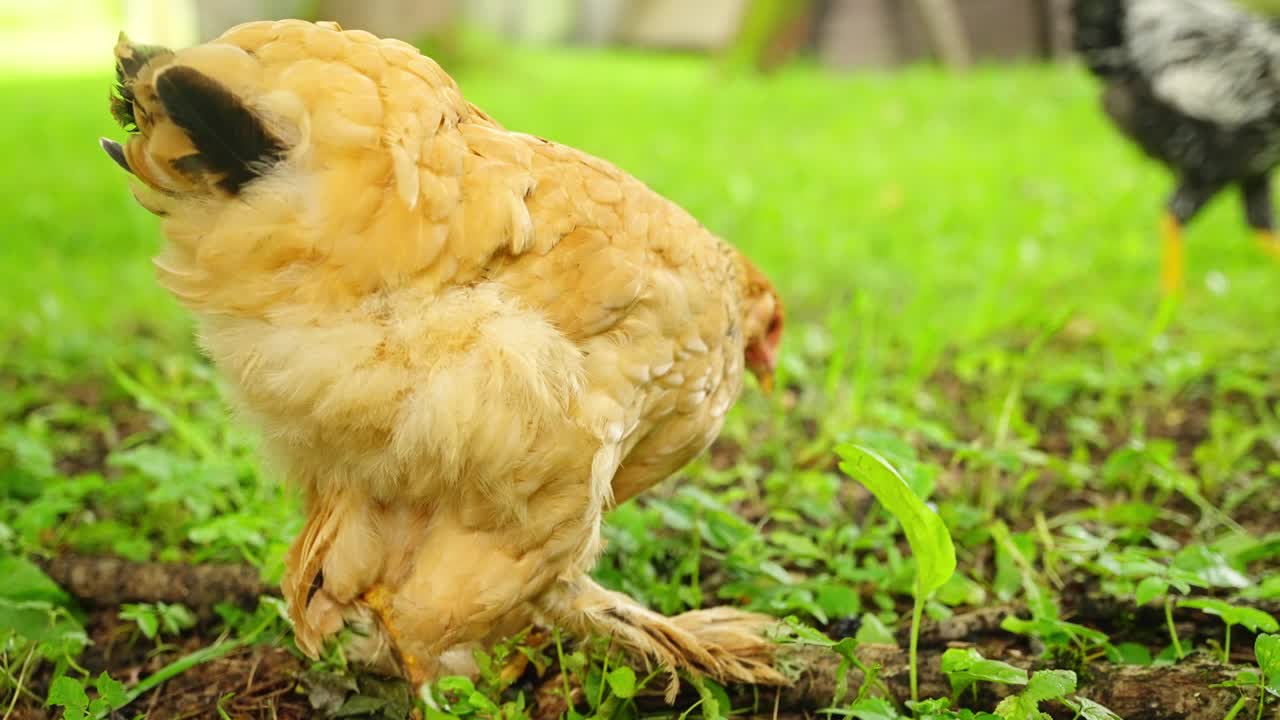 Two Brahma chickens interact while standing in green farmyard with tall surrounding grass