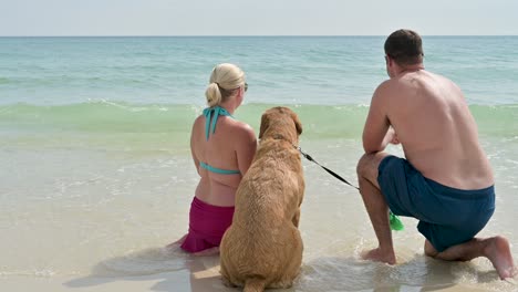 dog playing with ball on pensacola beach on white sands and clear emerald waters on a hot sunny day with clear sky woman and man playing with a dog