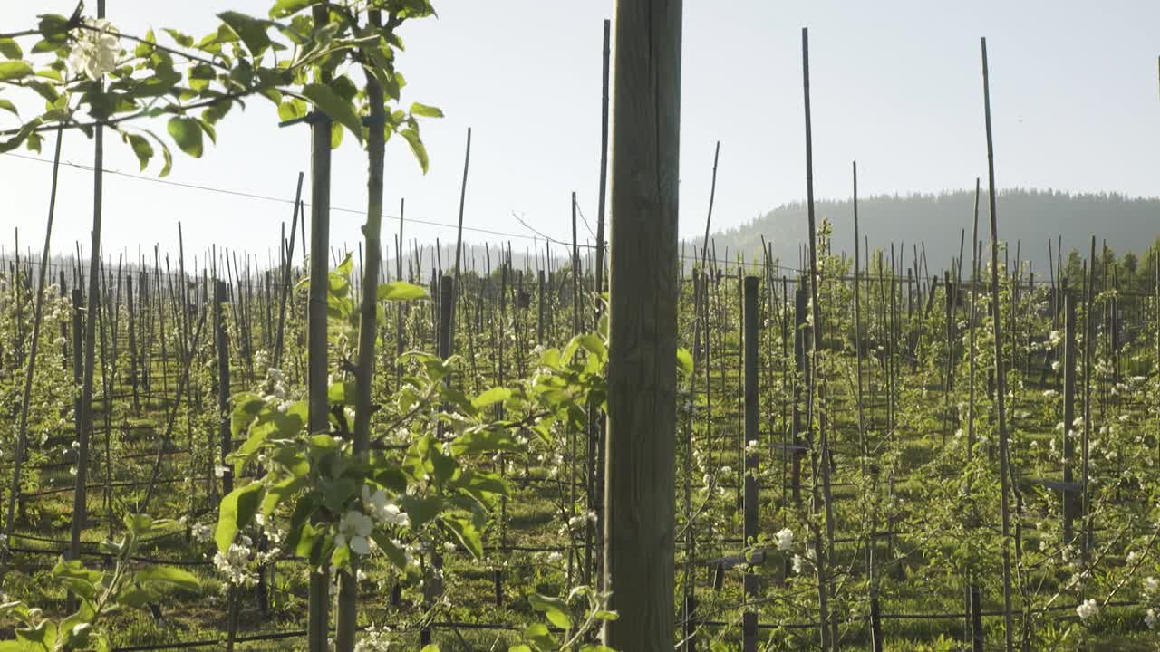 vista inclinada hacia abajo desde el marco de madera con manzano y vista al huerto en un día soleado