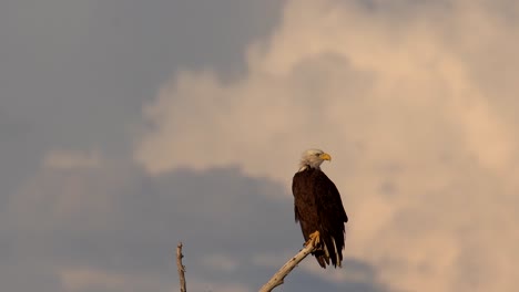 Weißkopfseeadler,-Der-Auf-Einem-Baum-Sitzt-Und-Seine-Umgebung-Beobachtet