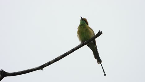 bee eater in tree mp4 4k uhd