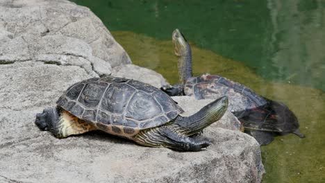 Turtles-in-the-lake-pond