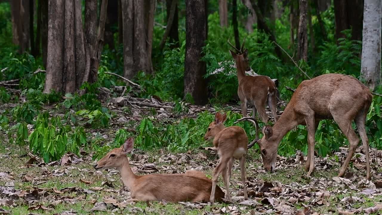 들판의 사슴은 서식지 손실과 사냥으로 인해 멸종 위기에 처한 종입니다.