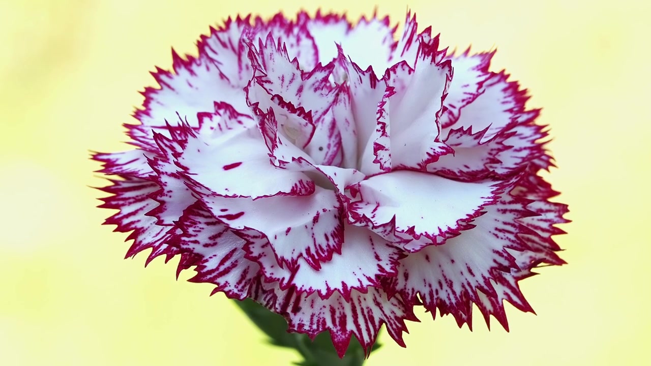 Two-Tone Pink and White Carnation Flower with yellow background