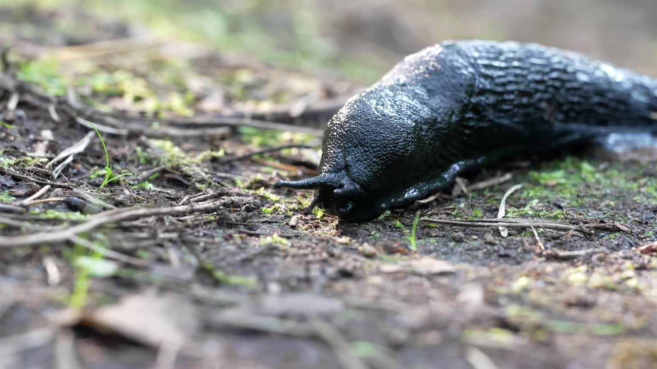 A macro close-up of a black slug (Arion ater) in a Swedish forest, its antennae moving as it explores the damp earth. The intricate details of its textured body has a labradorescent sheen.