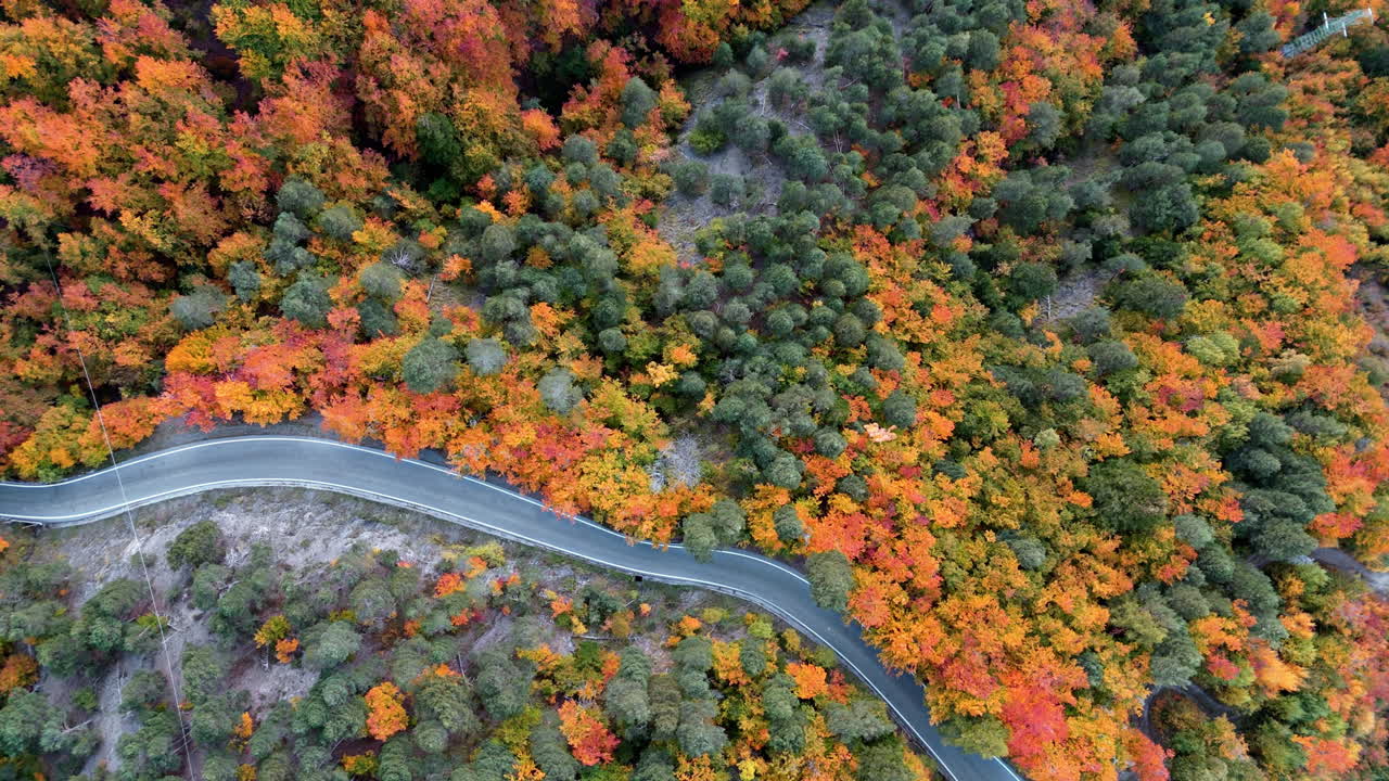 Aerial view of autumn trees by a winding road, showcasing vibrant colors