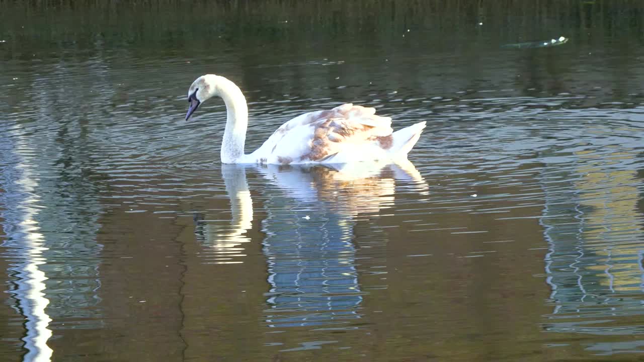 un joven cisne nada en el gran canal cerca del nuevo hotel que se está construyendo en el puente de portobello