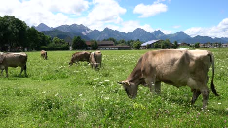 cow pasture on the alps