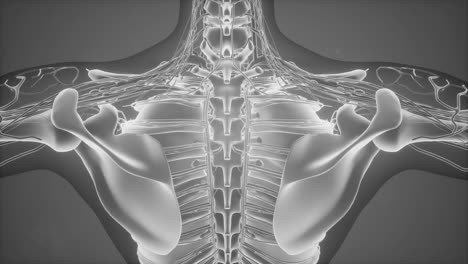 Anatomie-Tomographie-Scan-Des-Menschlichen-Körpers