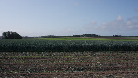 Leeks-blowning-in-the-field