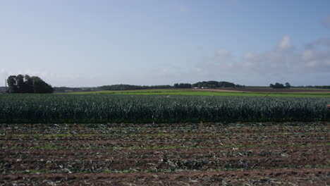 puerros soplando en el campo