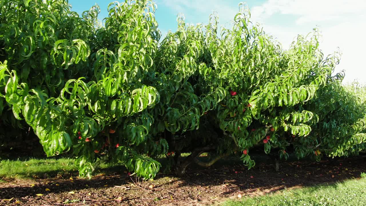 Ripresa aerea fluida e bassa rivela un frutteto pieno di alberi da frutto e pesche rosse mature