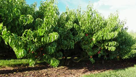 La-Antena-Baja-Y-Suave-Revela-Un-Huerto-Lleno-De-árboles-Frutales-Y-Duraznos-Rojos-Maduros