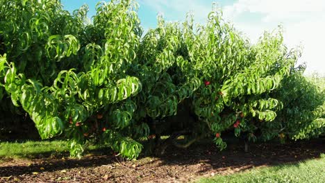 Smooth low aerial reveals orchard full of fruit trees and red ripe peaches