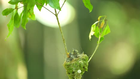 three-cute-baby-Black-naped-monarch-birds-in-the-nest-are-being-given-food-by-their-parents