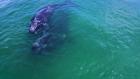 Southern-Right-whale-calf-almost-gets-piggybacked-by-it's-mother-below-it,-aerial