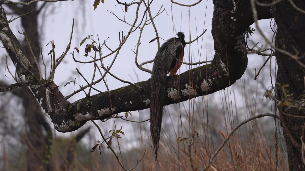 un pavo real indio posado en una rama de un árbol en el parque nacional de chitwan en nepal
