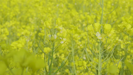 Handheld-medium-shot-of-vibrant-yellow-flowers-swaying-in-rapeseed-farm