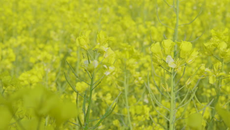 handheld medium shot of vibrant yellow flowers swaying in rapeseed farm