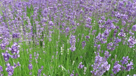 purple common lavender herb plants waving in a mild breeze