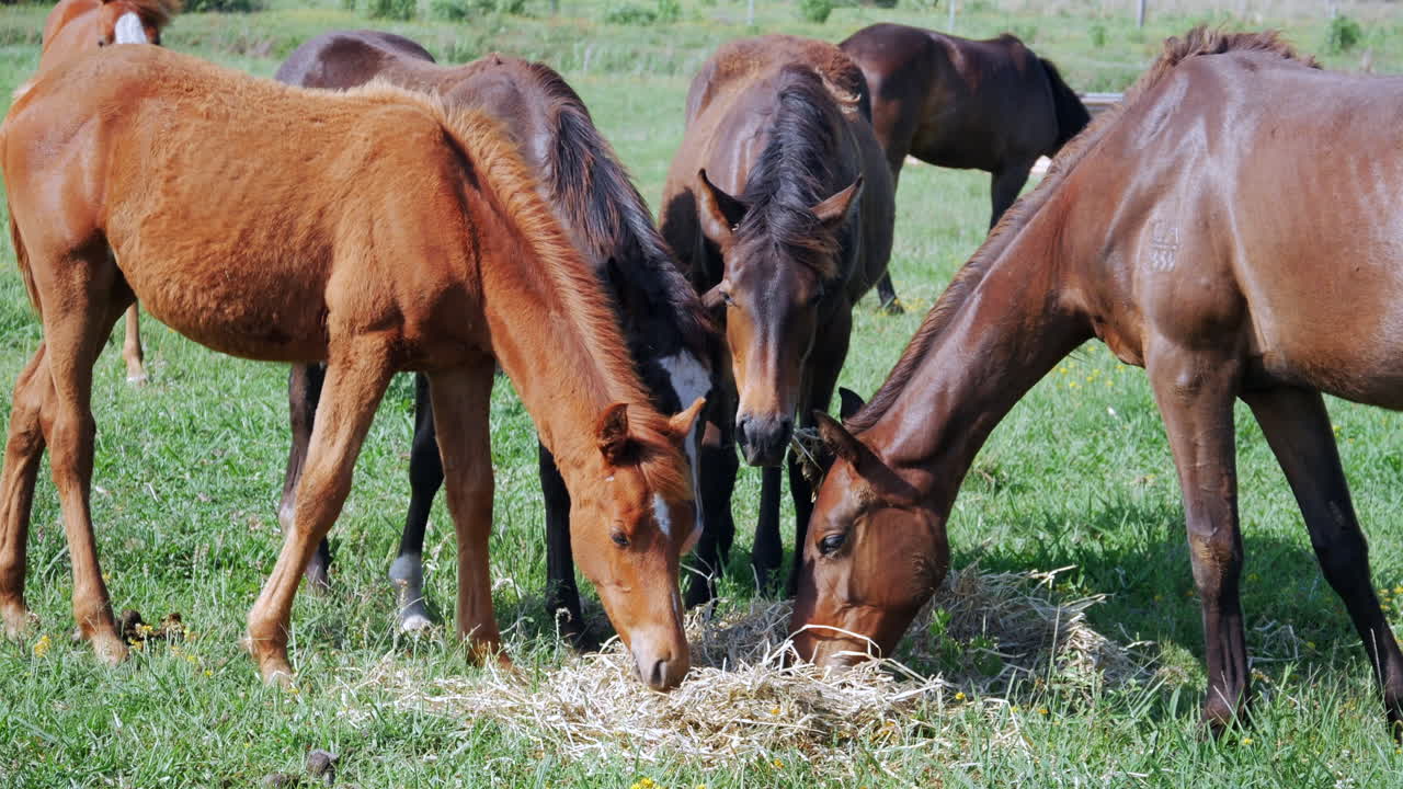 Roterende grondopname van een kudde paarden die in het zonlicht grazen