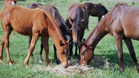 Rotating-ground-shot-of-herd-of-horses-grazing-in-sunlight