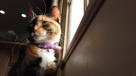 a low angle of a beautiful calico cat looking around outside watching birds from a kitchen door